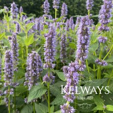 Agastache 'Blue Fortune'