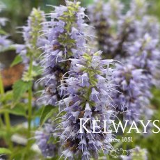 Agastache 'Blue Fortune'