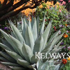 Agave americana