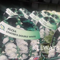 Alcea Chater's Double White