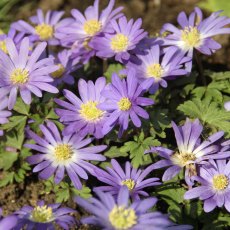 Anemone blanda blue-flowered