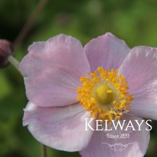 Anemone x hybrida 'September Charm'