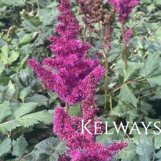 Astilbe chinensis 'Vision in Red'