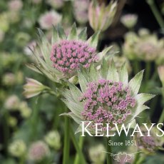 Astrantia 'Buckland' (2 litre pot)