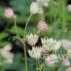 Astrantia major subsp. involucrata 'Shaggy'