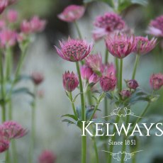 Astrantia 'Roma' PBR