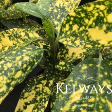 Aucuba japonica 'Crotonifolia' (f/v)