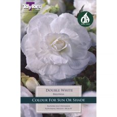 Begonia Double White (3 tubers)