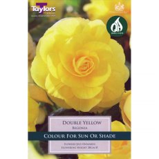 Begonia Double Yellow (3 tubers)