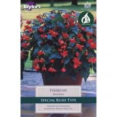 Begonia Firebush (2 tubers)