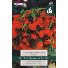 Begonia Cascading Orange
