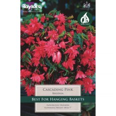 Begonia Cascading Pink (3 tubers)