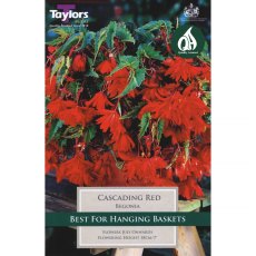 Begonia Cascading Red (3 tubers)