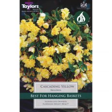 Begonia Cascading Yellow (3 tubers)