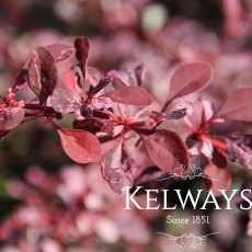 Berberis thunbergii f. atropurpurea 'Rose Glow' (v)