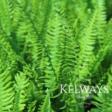 Blechnum spicant