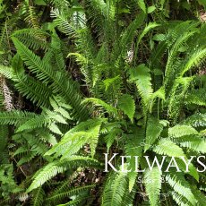 Blechnum spicant
