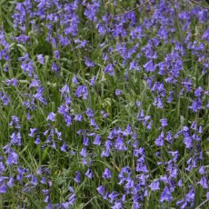English Bluebells (in-the-green)