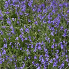 English Bluebells (in-the-green) (x100)