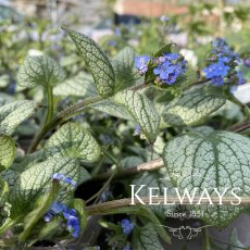 Brunnera macrophylla 'Silver Heart' PBR