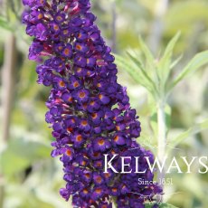 Buddleja davidii 'Black Knight'
