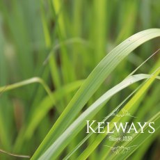 Calamagrostis x acutiflora 'Karl Foerster'