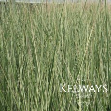 Calamagrostis x acutiflora 'Overdam'