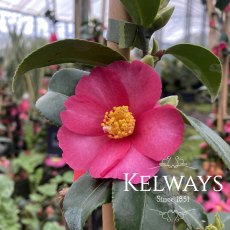 Camellia hiemalis 'Kanjiro'