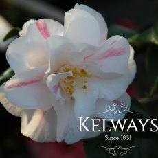 Camellia japonica 'Lady Vansittart'
