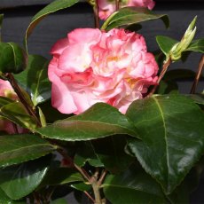 Camellia japonica 'Nuccio's Jewel'