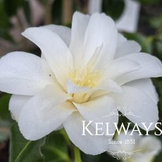 Camellia japonica 'White Swan' (4.5 litre pot)