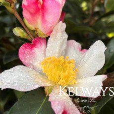 Camellia sasanqua 'Rainbow'