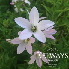 Campanula lactiflora 'Loddon Anna'