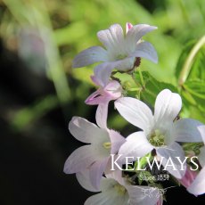 Campanula lactiflora 'Loddon Anna'