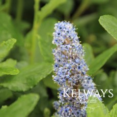 Ceanothus arboreus 'Trewithen Blue'