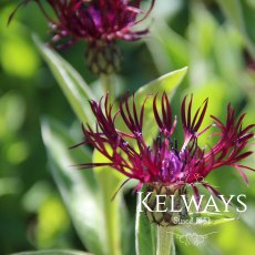 Centaurea 'Jordy'