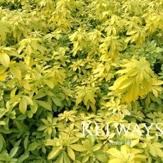 Choisya ternata SUNDANCE ('Lich')