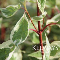 Cornus alba 'Elegantissima' (v)