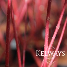 Cornus alba 'Kesselringii'
