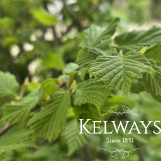 Corylus avellana (7.5 litre pot)