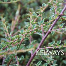 Cotoneaster atropurpureus 'Variegatus'