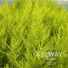 Cupressus macrocarpa 'Wilma'