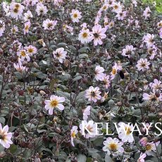 Dahlia 'Bishop of Dover'