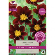 Dahlia Mexican Star (2 tubers)