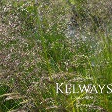 Deschampsia cespitosa