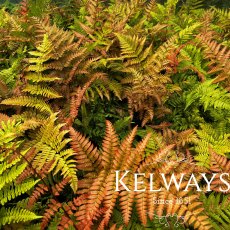 Dryopteris erythrosora