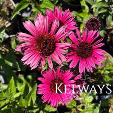 Echinacea purpurea 'Fatal Attraction'