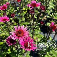 Echinacea purpurea 'Fatal Attraction'