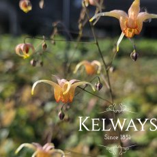 Epimedium 'Amber Queen' PBR (3 litre pot)