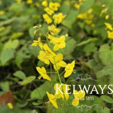 Epimedium x perralchicum 'Frohnleiten' (2 litre pot)